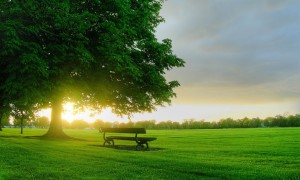 panchina-nel-parco,-prato,-albero,-tramonto-226466