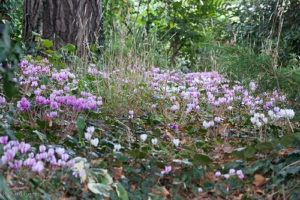 Fioritura-annuale-di-Cyclamen-hederifolium